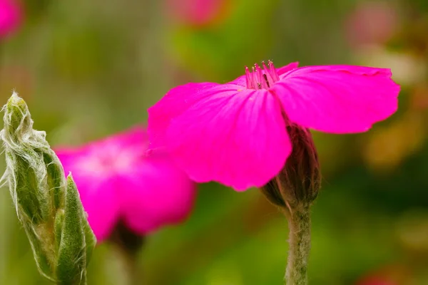 Rose Campion Flower Een Tuin — Stockfoto