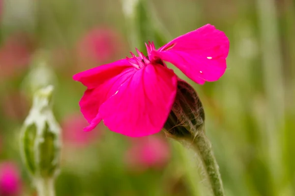 Rose Campion Flower Een Tuin — Stockfoto