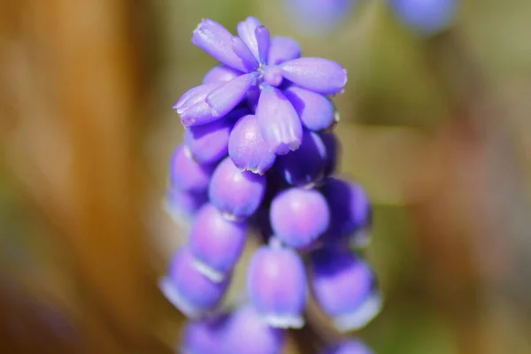 View Grape Hyacinth Flowers Stock Photo