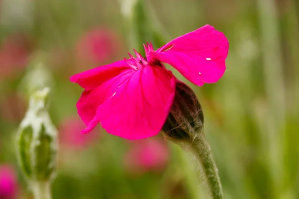 Rose Campion Flower Een Tuin — Stockfoto