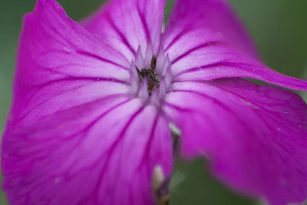 Flor Rose Campion Jardim — Fotografia de Stock