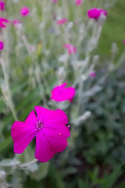 Rosa Campion Fiore Giardino — Foto Stock