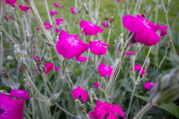 Rose Campion Flower Garden — Stock Photo, Image