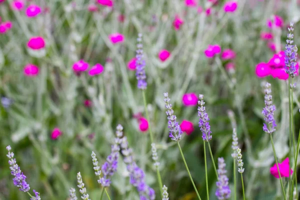 Rosa Campion Lavanda Flores — Fotografia de Stock