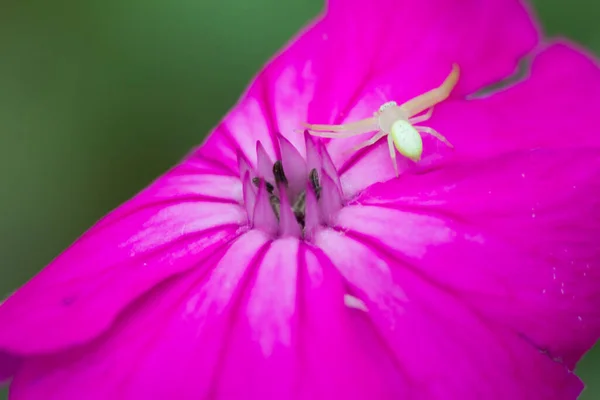 Bahçedeki Rose Campion Çiçeği — Stok fotoğraf