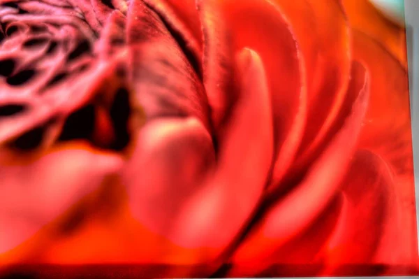 Runuculus Çiçeklerinin Yakın Görüntüsü — Stok fotoğraf