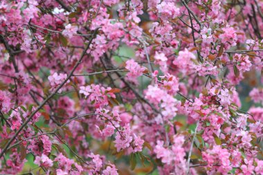 Ağlayan Kiraz Ağacının Çiçekleri