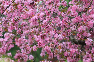 Ağlayan Kiraz Ağacının Çiçekleri