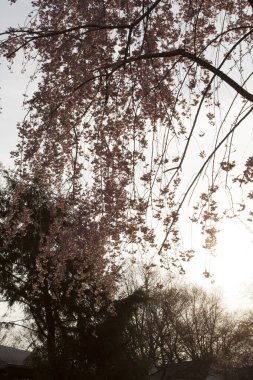 Ağlayan Kiraz Ağacının Çiçekleri