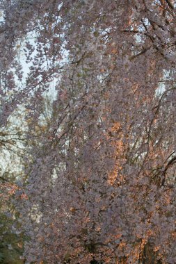 Ağlayan Kiraz Ağacının Çiçekleri