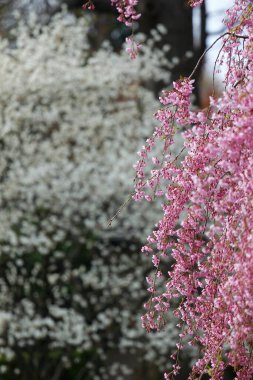 Ağlayan Kiraz Ağacının Çiçekleri