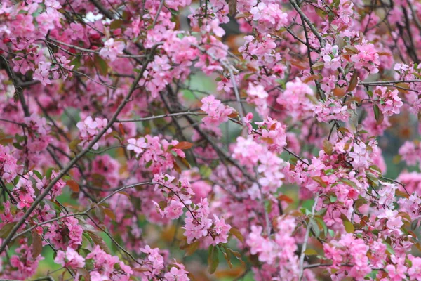 Flowers Weeping Cherry Tree — Stock Photo, Image