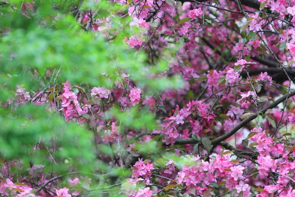 Flowers Weeping Cherry Tree — Stock Photo, Image