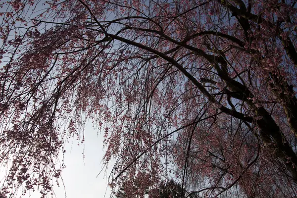 Blommor Gråtande Körsbärsträd — Stockfoto