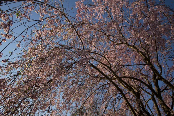 Gråtande Körsbär Blommor Våren — Stockfoto