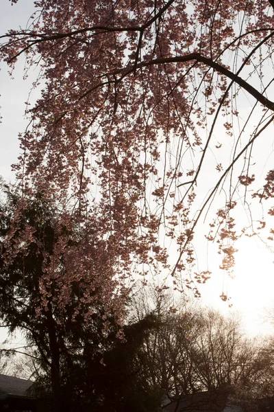 哭泣的樱桃树的花朵 — 图库照片