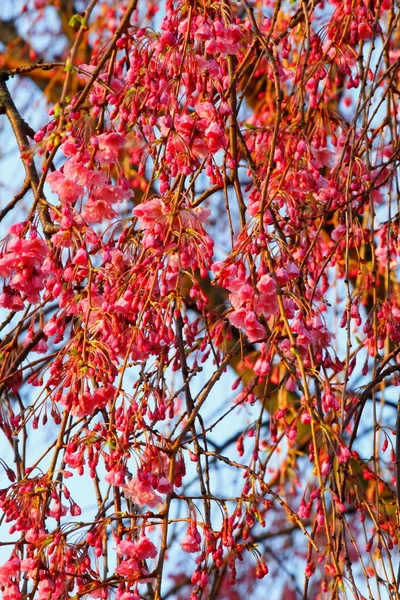 Fleurs Cerisier Pleureur — Photo