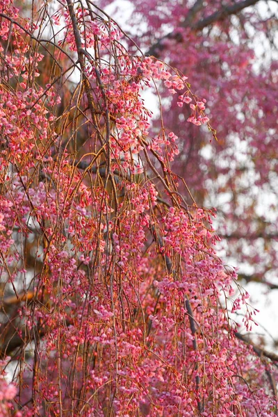 Flowers Weeping Cherry Tree — Stock Photo, Image