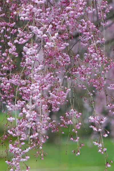 Blommor Gråtande Körsbärsträd — Stockfoto