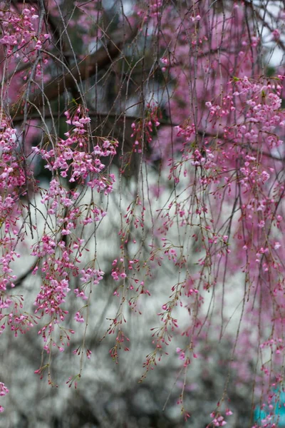 哭泣的樱桃树的花朵 — 图库照片