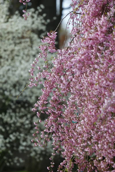 Flowers Weeping Cherry Tree — стоковое фото