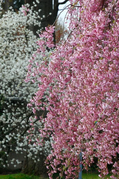 Flowers Weeping Cherry Tree — Stock Photo, Image