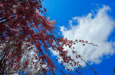 Ağlayan Kiraz Ağacının Çiçekleri