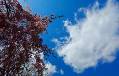 Ağlayan Kiraz Ağacının Çiçekleri