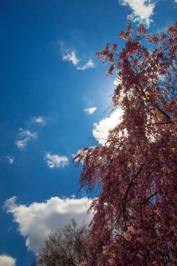 Ağlayan Kiraz Ağacının Çiçekleri