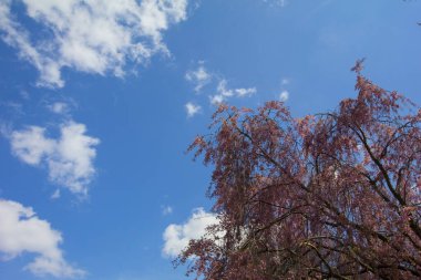 Ağlayan Kiraz Ağacının Çiçekleri