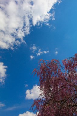 Ağlayan Kiraz Ağacının Çiçekleri