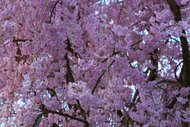 Ağlayan Kiraz Ağacının Çiçekleri