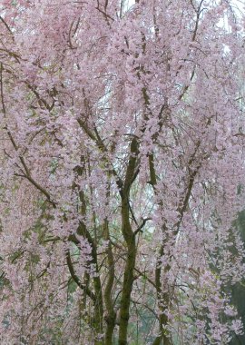 Ağlayan Kiraz Ağacının Çiçekleri