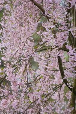 Ağlayan Kiraz Ağacının Çiçekleri