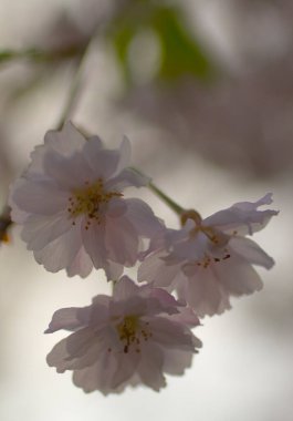 Ağlayan Kiraz Ağacının Çiçekleri
