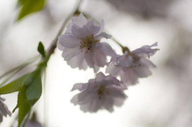 Ağlayan Kiraz Ağacının Çiçekleri