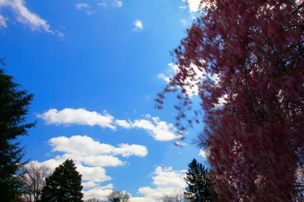 しだれ桜の花 — ストック写真