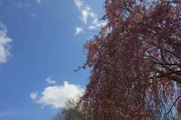 Ağlayan Kiraz Ağacının Çiçekleri