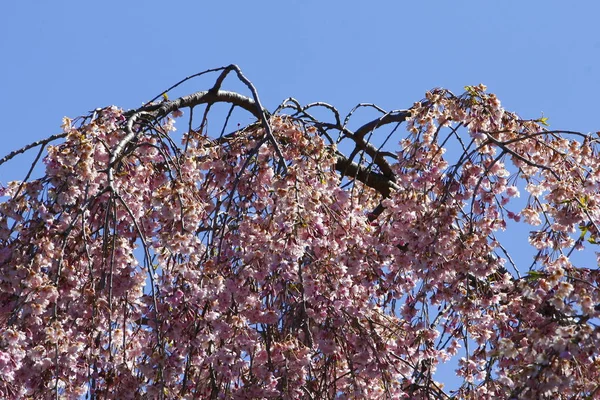 Blommor Gråtande Körsbärsträd — Stockfoto