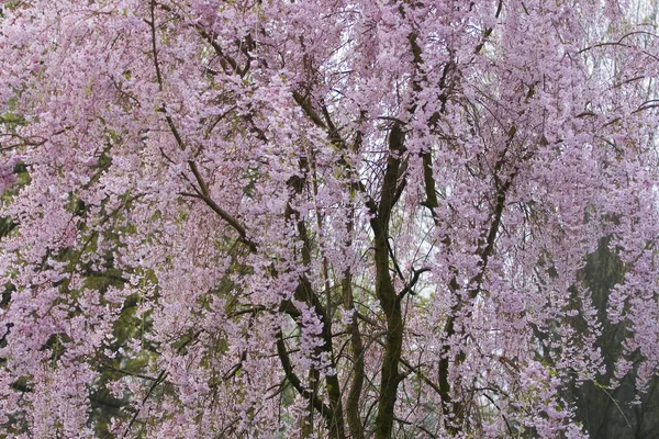 Blommor Gråtande Körsbärsträd — Stockfoto