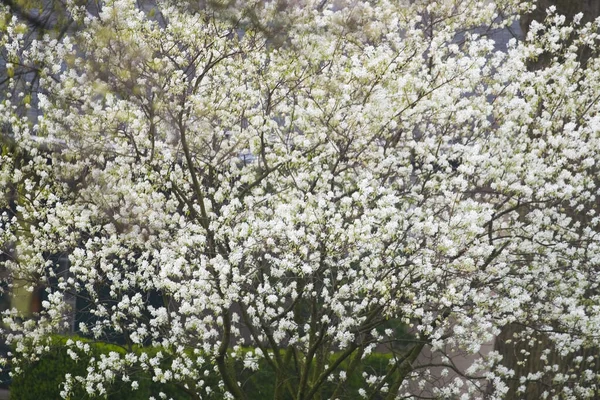 Flowers Weeping Cherry Tree — стоковое фото