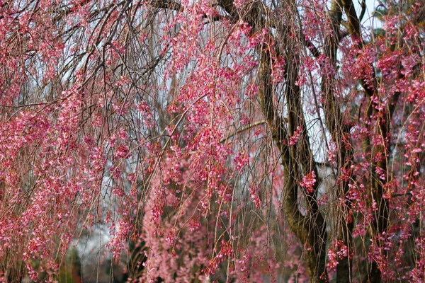 Flowers Weeping Cherry Tree — стоковое фото