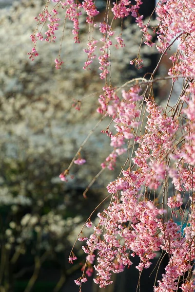 しだれ桜の花 — ストック写真