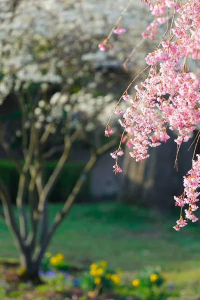 Flowers Weeping Cherry Tree — Stock Photo, Image