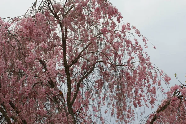 Flowers Weeping Cherry Tree — стоковое фото