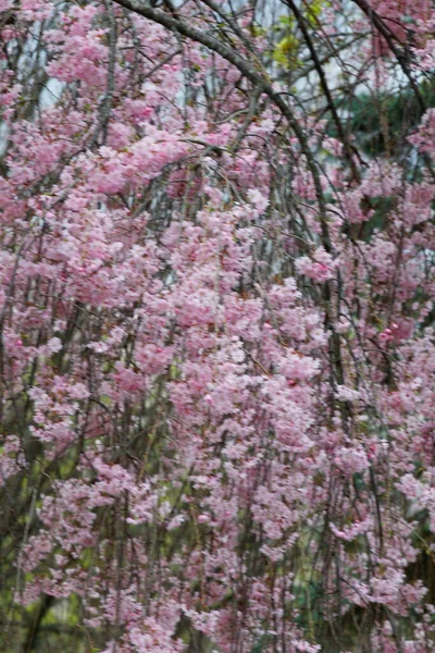 Flowers Weeping Cherry Tree — Stock Photo, Image