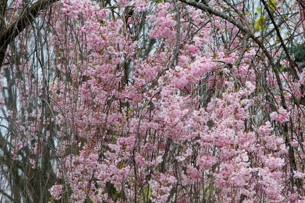Blommor Gråtande Körsbärsträd — Stockfoto