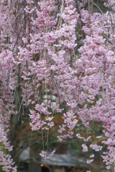 Fiori Albero Ciliegio Piangente — Foto Stock