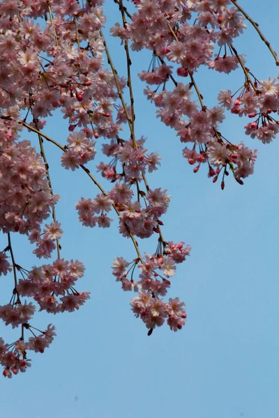 Blommor Gråtande Körsbärsträd — Stockfoto