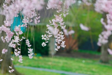 Ağlayan Kiraz Ağacının Çiçekleri